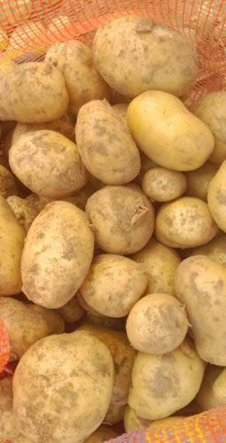Potato, Cultivation Type : Natural for Cooking, Food