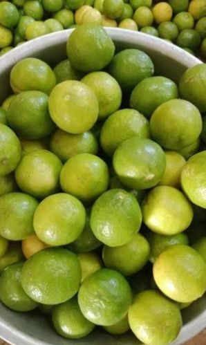 Natural A Grade Fresh Lemons, State Of Origin : Andhra Pradesh