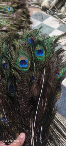 Peacock Feathers, Color : Green, Length : 35/40