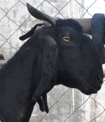 Goat Milk, Packaging Type : White, Purity : 100%