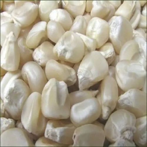 Organic maize, Seed Type : Natural, Grade : Feed Grade