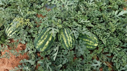 Organic watermelon for Human Consumption