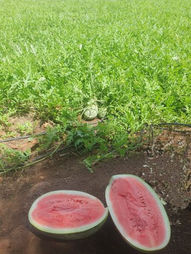 Organic watermelon, Packaging Type : Red for Human Consumption