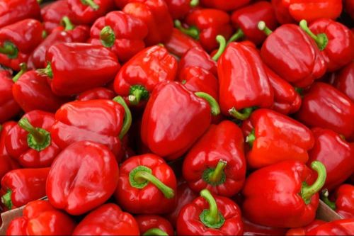 Natural Fresh Red Capsicum, Packaging Size : 20 Kg