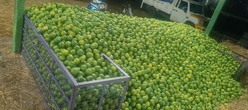 Organic Fresh Sweet Lime, Grade : Food Grade for Juice, Drinks