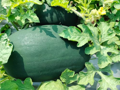 Organic Fresh Watermelon, Packaging Type : Green for Human Consumption
