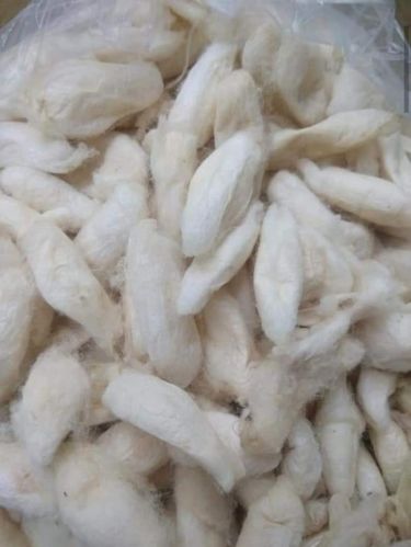 Plain Eri Silk Cocoon, Purity : 99.99%, Packaging Size : 0-25 Kg