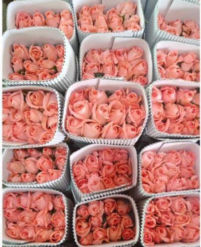 Fresh Peach Rose Flower, Color : Pink, Purpose : Decoration Gift