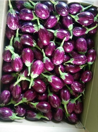 Natural Fresh Brinjal, Color : Purple, Speciality : Healthy