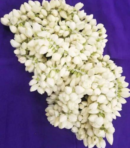 Natural Fresh Jasmine Flower, Color : White for Decorative