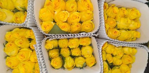 Fresh Yellow Rose Flower