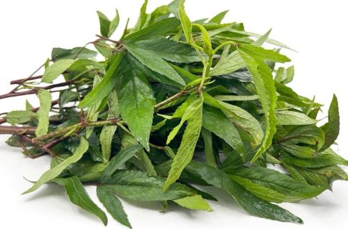 Gongura Leaves, Color : Green, Certification : FSSAI Certified