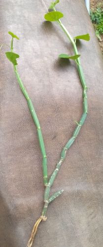 Green Pirandai Stem For Cooking Use