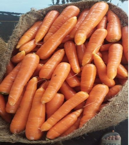 Natural Orange Carrot for Human Consumption