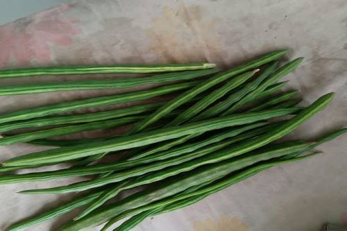  moringa drumstick Green, Is It Organic : Organic