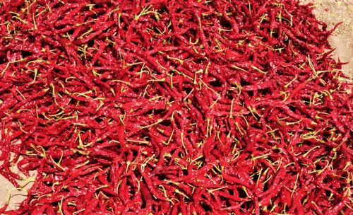 Organic Byadgi Chillies(5531), Packaging Size : 50g, 100g