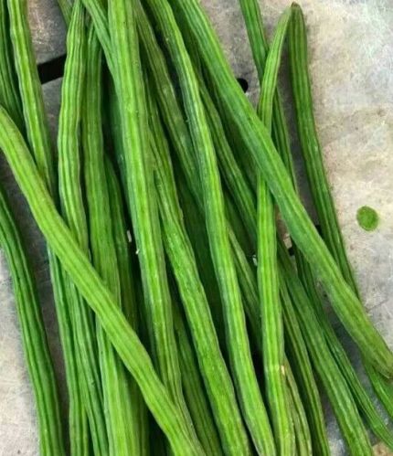 Natural Fresh Drumstick, Color : Green, Packaging Size : 5Kg, 10Kg