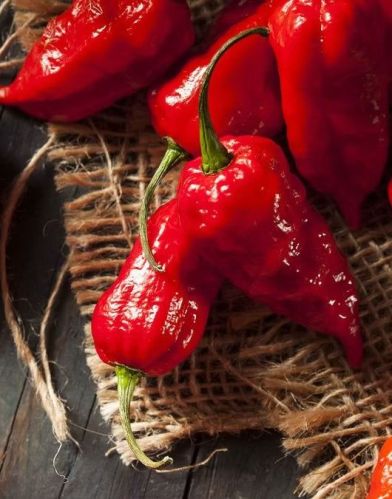 Natural Red Ghost Pepper, Packaging Size : 25Kg, Form : Whole