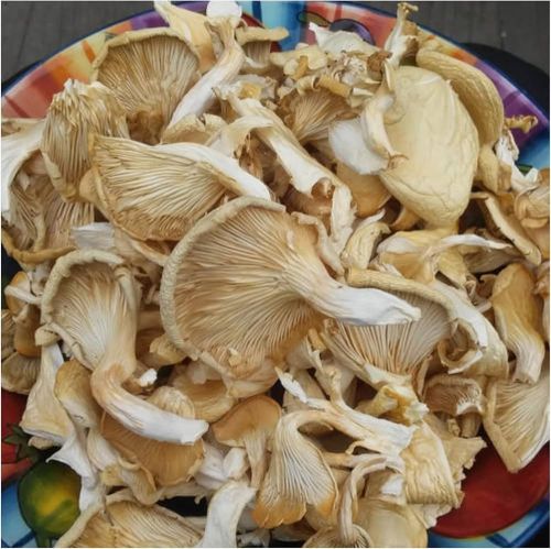 Natural Dry Oyster Mushroom Vacuum-sealed Bag for Cooking, Restaurant