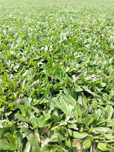 Natural Blade Grass, Color : Green, Packaging Type : Roll