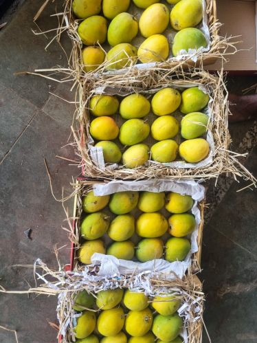 Natural Alphonso Mangoes, Color : Green, Packaging Size : 5Kg