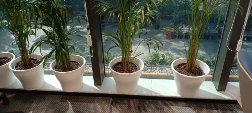 Areca Palm Plants, Packaging Type : Green