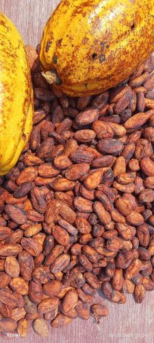 Cocoa Beans for Bakery Products, Packaging Type : Plastic Bag