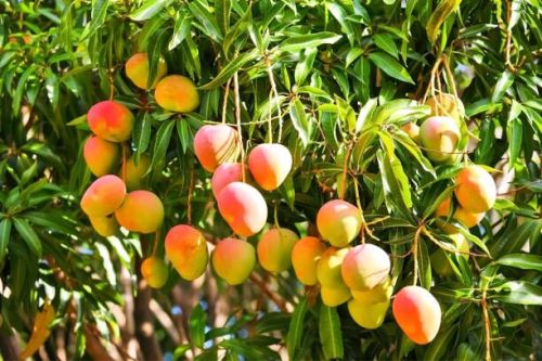 Organic fresh mango