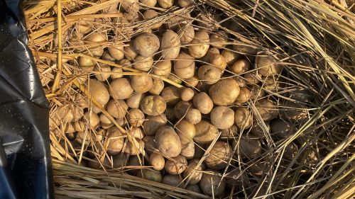 Cheema Farms Natural Fresh Jyoti Potato, Color : Brown