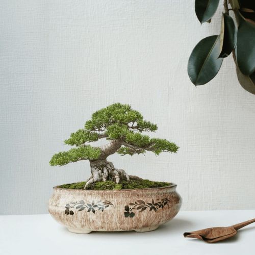 Miniature Tree in Ceramic Pot, Brand Name : Hocc Multisize