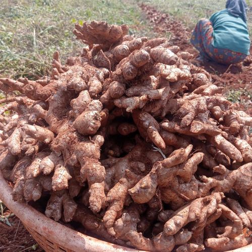 Natural ginger, Form : Whole for Food, Spices, Cooking