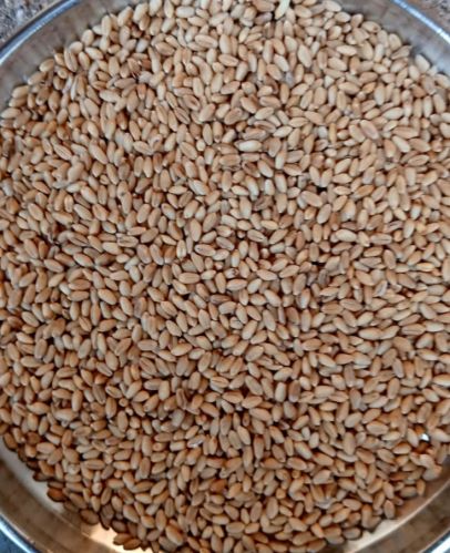 Tukda wheat, Packaging Type : Creamy, Red-creamy