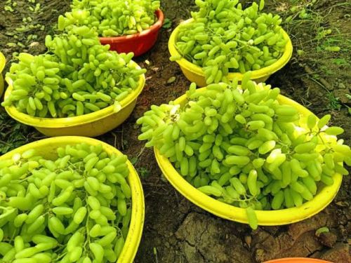 Organic Grapes, Color : Green, Taste : Sweet for Human Consumption