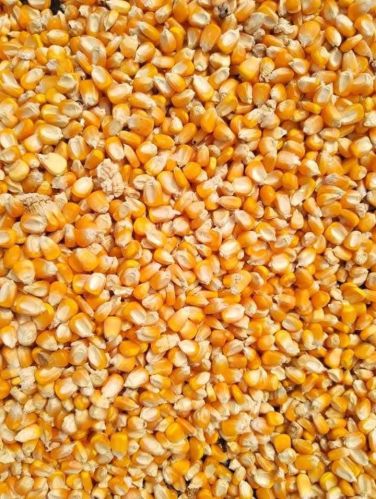 Organic Maize, Color : Yellow, Packaging Size : 1Kg