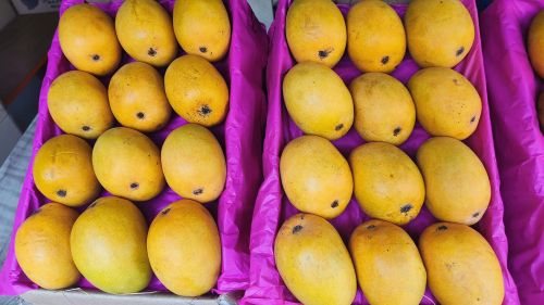 Organic Mango, Color : Yellow, Packaging Type : Crate
