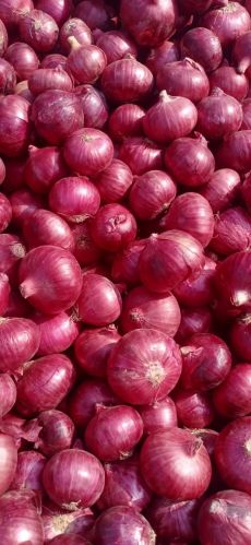 Natural Red Onion, State OF Origin : Maharashtra