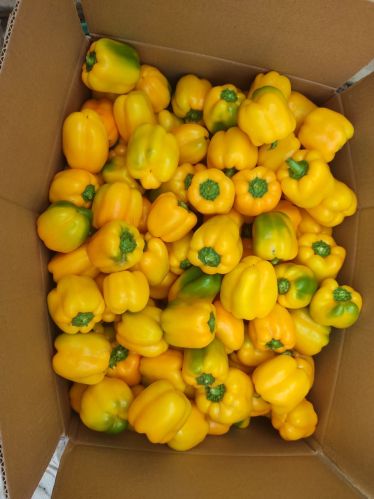 5 Star Capsicum, Packaging Type : Carton, Packaging Size : 20 Kg