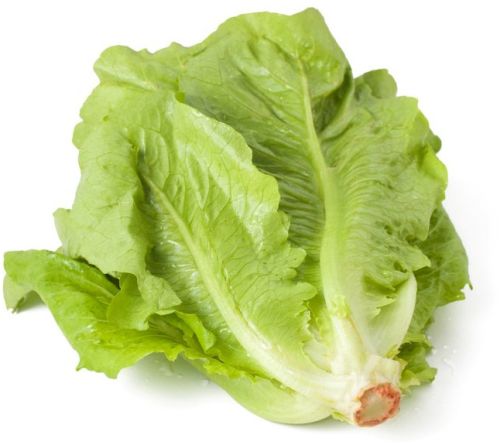 Romaine Lettuce, Color : Green Medium, Packaging Type : Loose