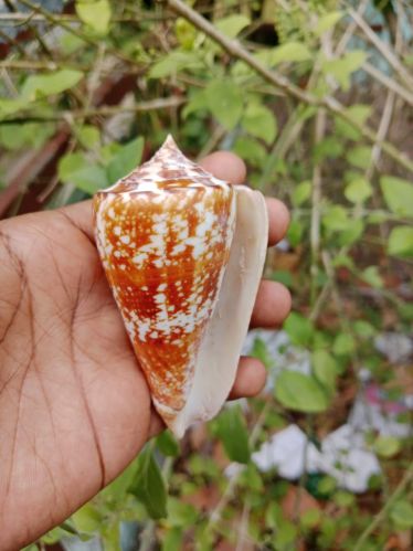 Conus Amavis Seashell