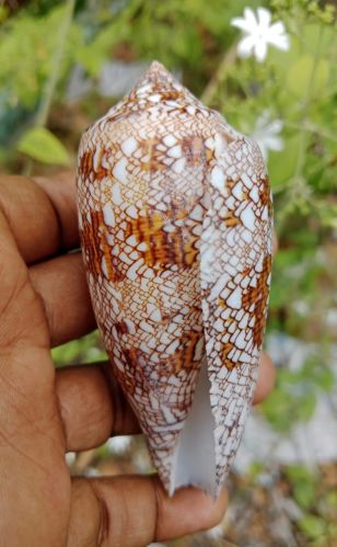Conus Textile Seashell