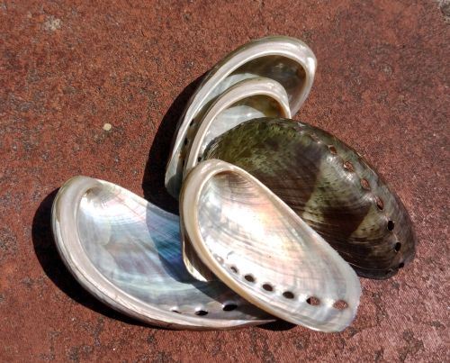 Natural Haliotis Asinina Seashell