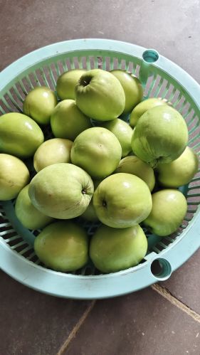 Natural Apple Ber, Packaging Size : 5Kg, 10Kg