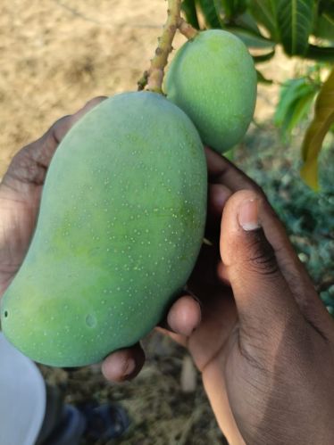 Organic Fresh Mango, Color : Green, Packaging Size : 10Kg, 20Kg