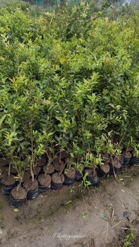 Natural Kumbkat Lemon, Color : Yellow for Food Medicine