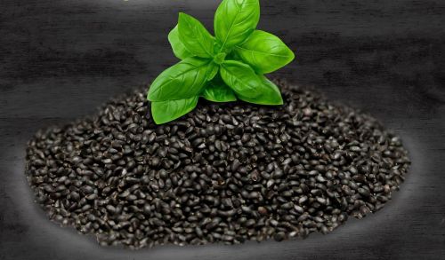 Basil Seeds, Packaging Size : 25-50kg 9%, Packaging Type : Black