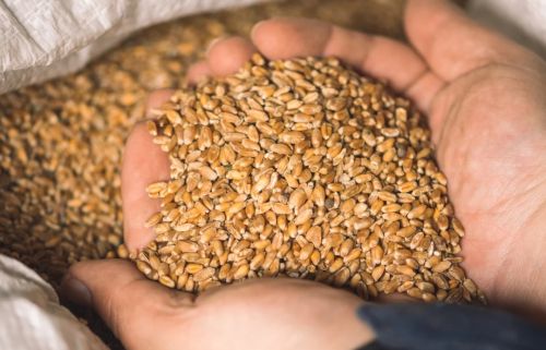 Non branded wheat, Packaging Type : Brown-Yellow