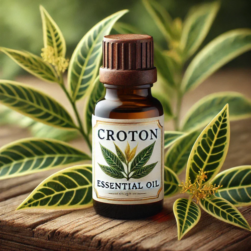 Croton Essential Oil, Extraction Method : Steam Distillation