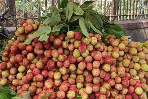 Fresh Litchi, Packaging Type : Plastic Bag, Packaging Size : 5-25kg
