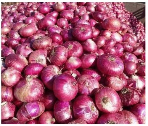 Red Onion (Onion ), State OF Origin : Maharashtra