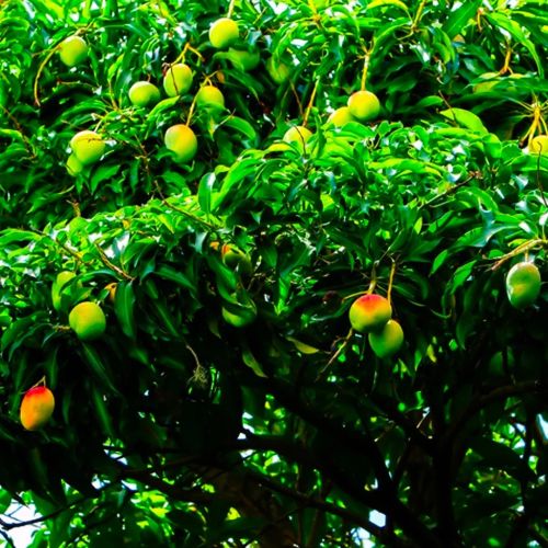 Devgad Alphonso Mango, Packaging Type : Family Pack - 3 Dozen